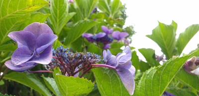 20260707紫陽花.jpg