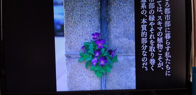 20260708短冊.jpg