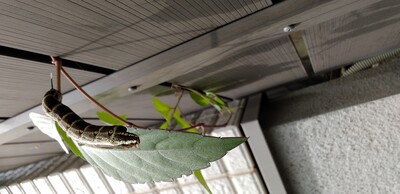20260730大きい.jpg
